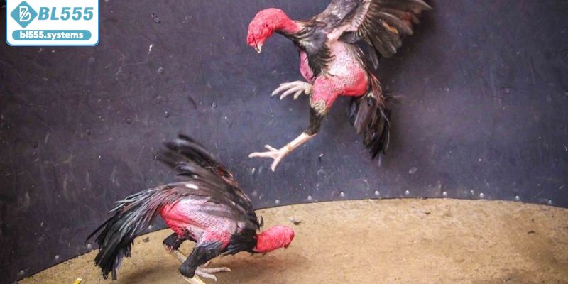 Khám phá những loại hình thi đấu đá gà BL555
